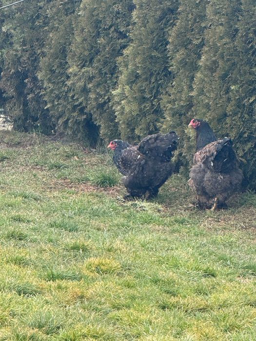 Ouă Brahma Porțelan
