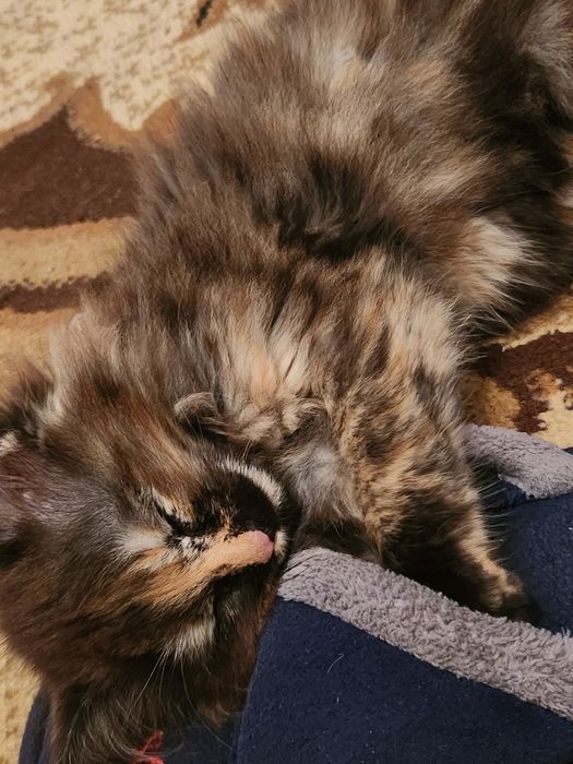 Отдам котенка в добрые руки