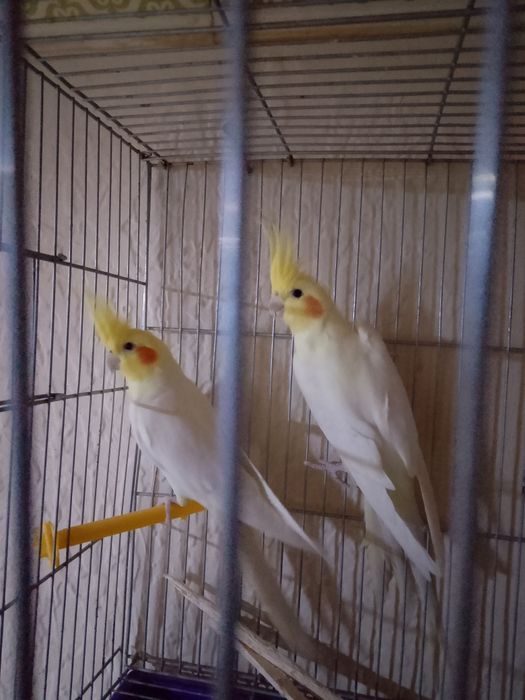 Карелла пара 25000 тг