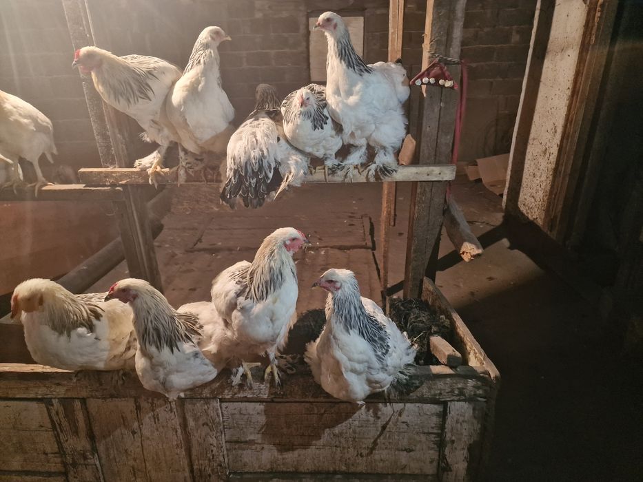 Продам куриц брама чистокровные
