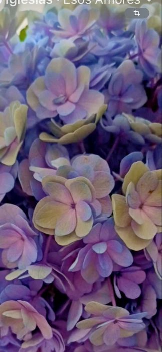 Сукуленти / Алпийска роза / Дебелец