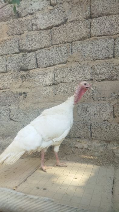 Assalamu aleykum 1 ta kurka va goz bolasi xorozcha sotiladi !!!