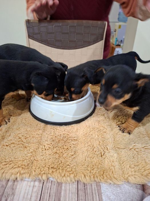 Продавам Кученца Пинчери