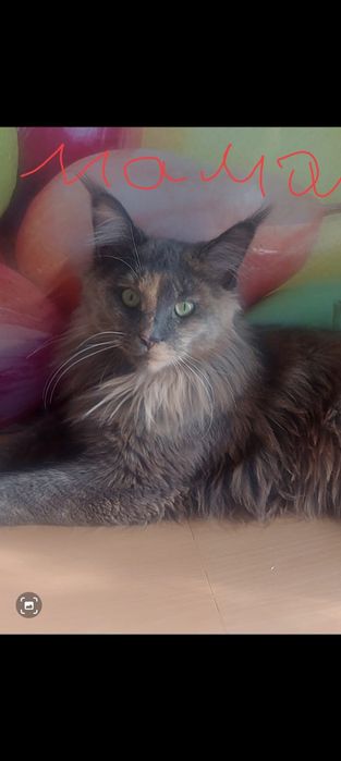 Вязка кот мейнкун