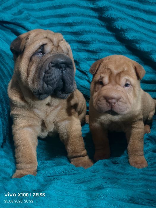 Продажа щенков шарпея