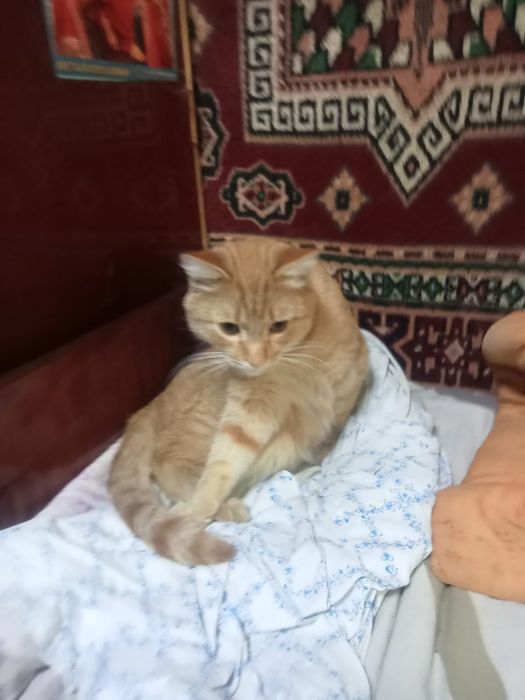 Рыжий котик ищет семью