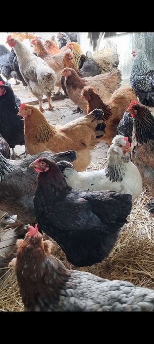 Oua de incubat de la toate găinile din poză