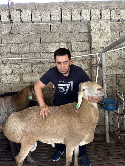 To'y, aqiqa, marosimlar uchun qo'ylar!