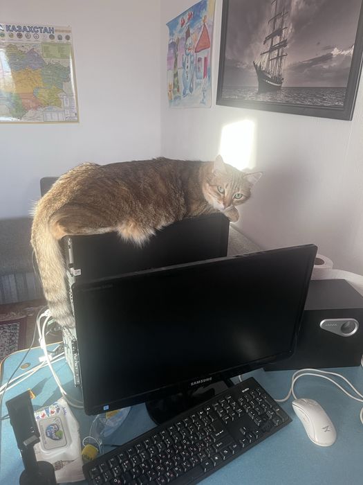 Отдам кота в добрые руки