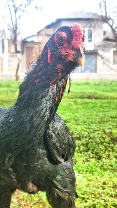 ELITA SHAMO DAKAN!
Baland bo‘yli, oyoqlari toshdek, xarakteri yirtqich