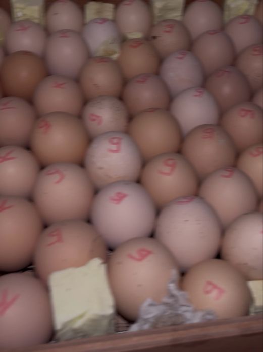 Цыплята Брама, 5 видов. Читайте описание