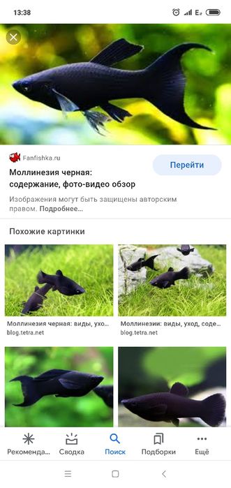 Продам мирных аквариумных рыб