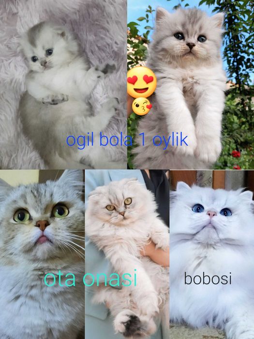 Fold shinshila 1oylik og'il bola