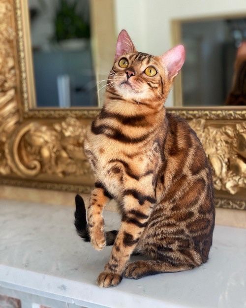 Бенгал котенок мальчик