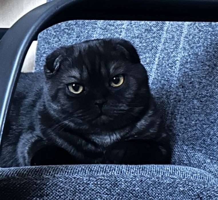 Кошка продается скоттиш фолд