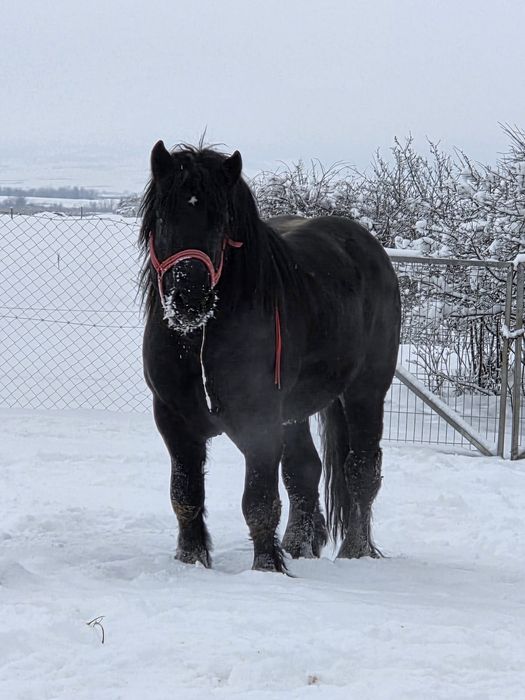 vand harmasar de 3 ani
