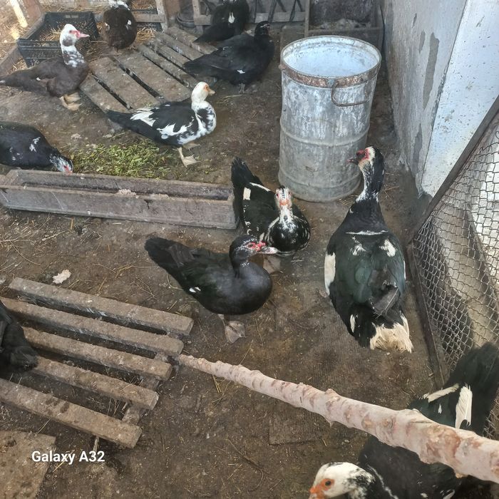 Индаутки продаётся