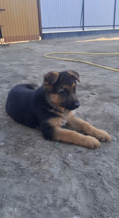 Щенок немецкой овчарки
