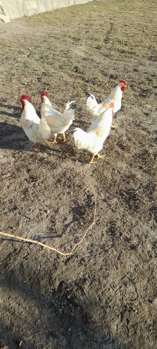 Хурозлар сотилади 100 000 дан