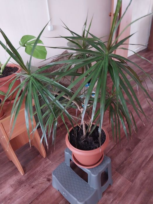 Драцена взрослая.