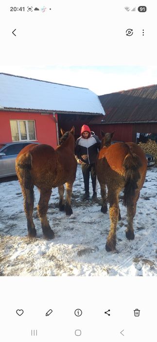 Vând doi manji castrati