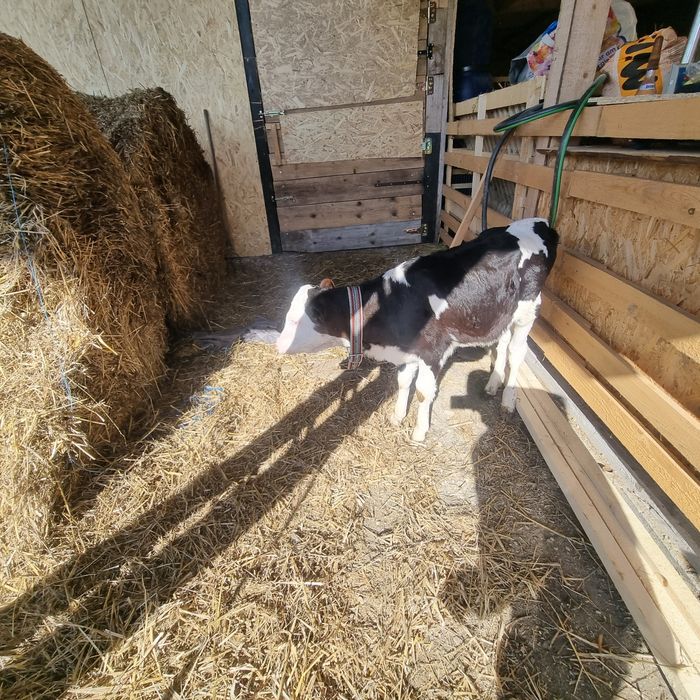 Vitica 7 săptămâni ( sau schimb cu vitel , tauras )