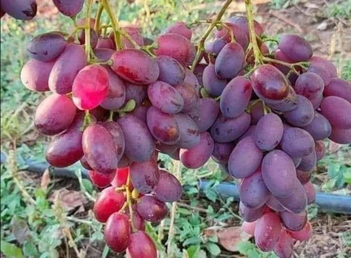 Butași de vita de vie de anul 3