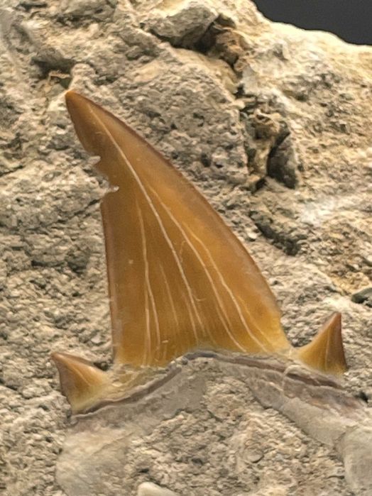 Фосил Зъб от Праисторическа Акула Otodus obliquus (Еоцен)