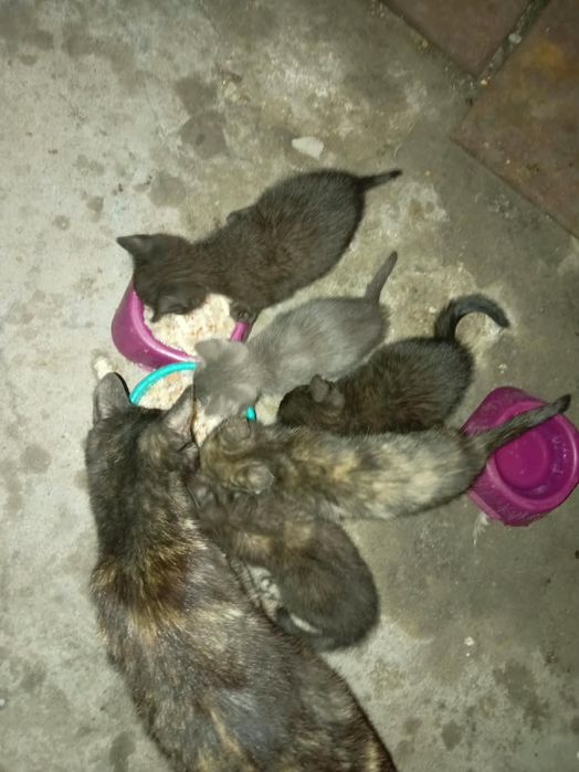 Отдам котят в самые добрые руки