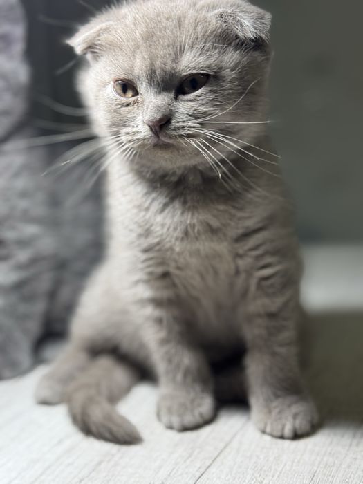 Продаются котята