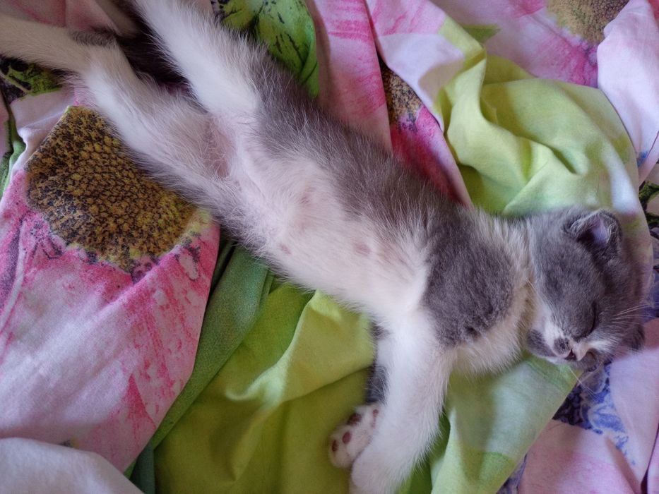 Продаётся котята