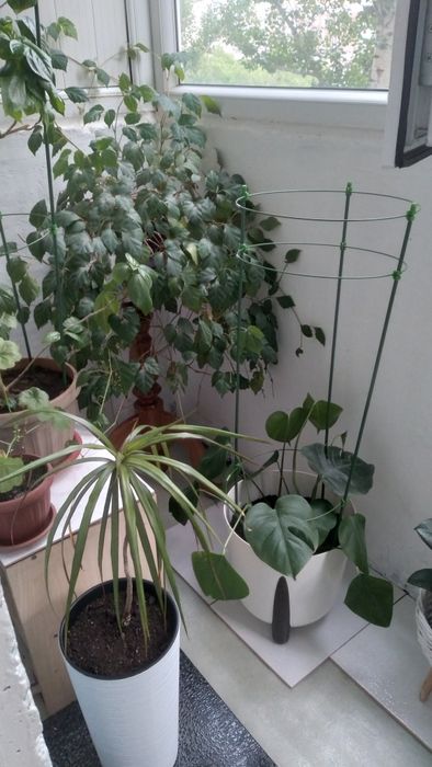 Монстера высокая