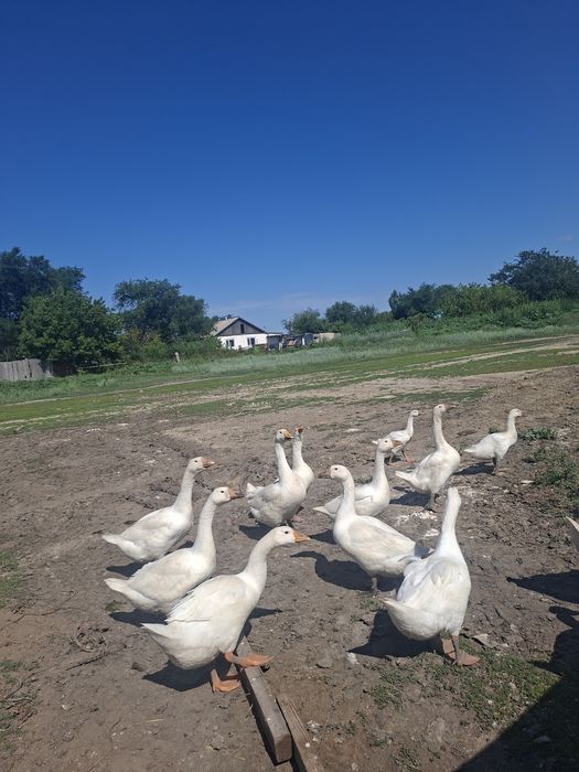 Продаю гусей больше