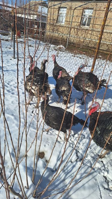 Продаю индюков самец