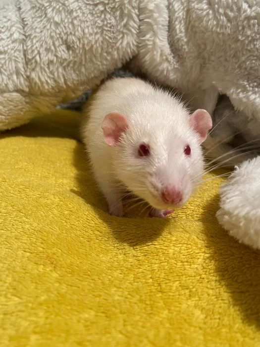 Декоративные крысята дамбо