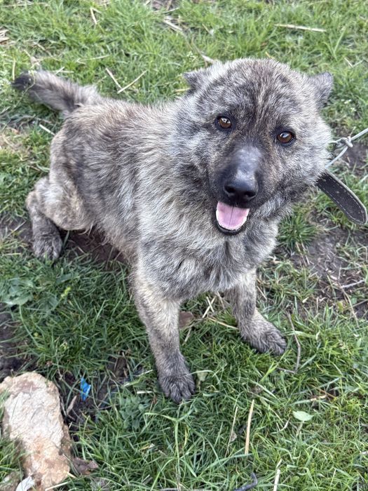 Caine pentru adoptie