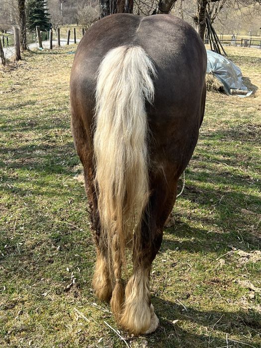 Armasar Comtois in primavara face 3 ani