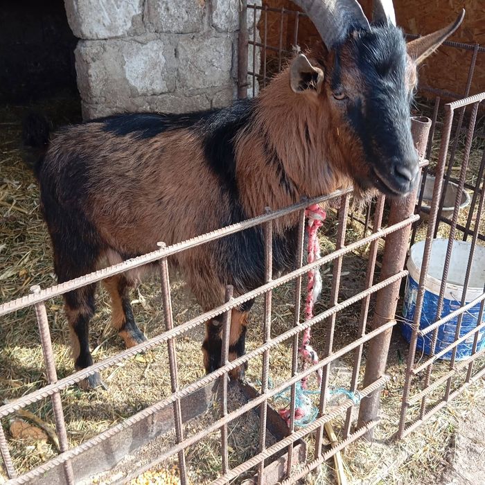 Vand țap alpin francez