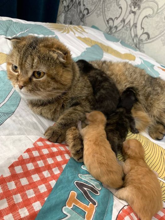 Ogzaki jinsiy aloqa onlayn