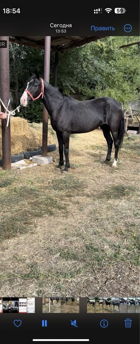 лошадь с красным паспортом