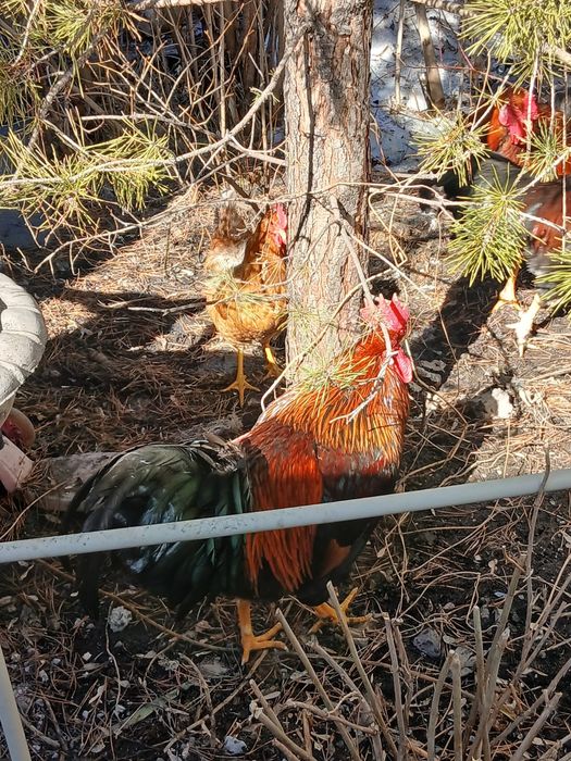 Продаю петухов  ,,