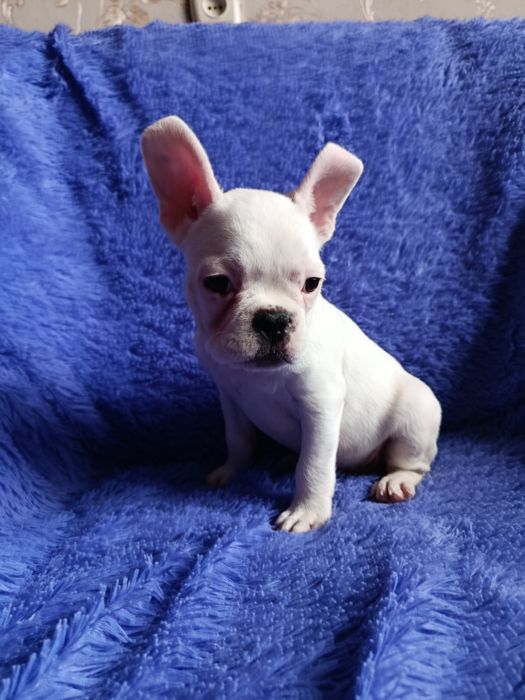 Французский бульдог