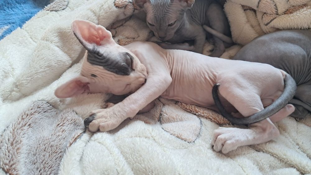 Продам котят канадский сфинкс