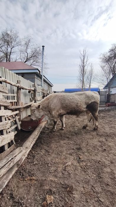 Әулие көл бұқа сатылады.