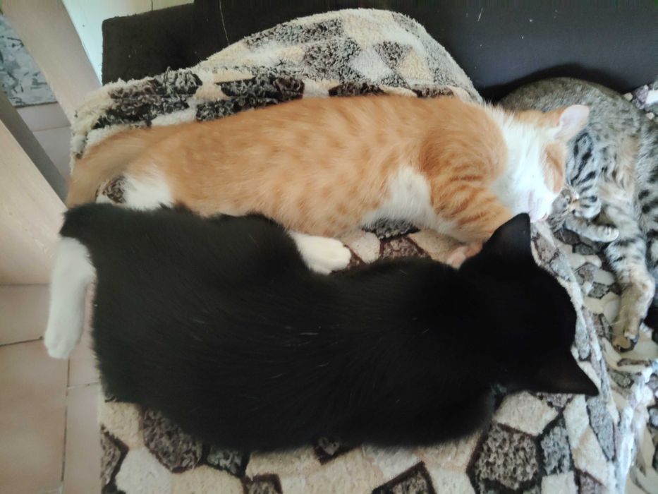 Котета, мъжки с хигиенни навици.