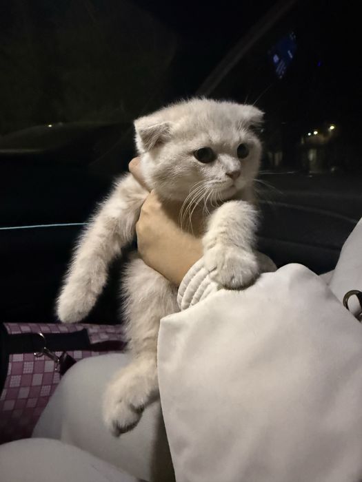 Веслоухий котёнок 3 месячный