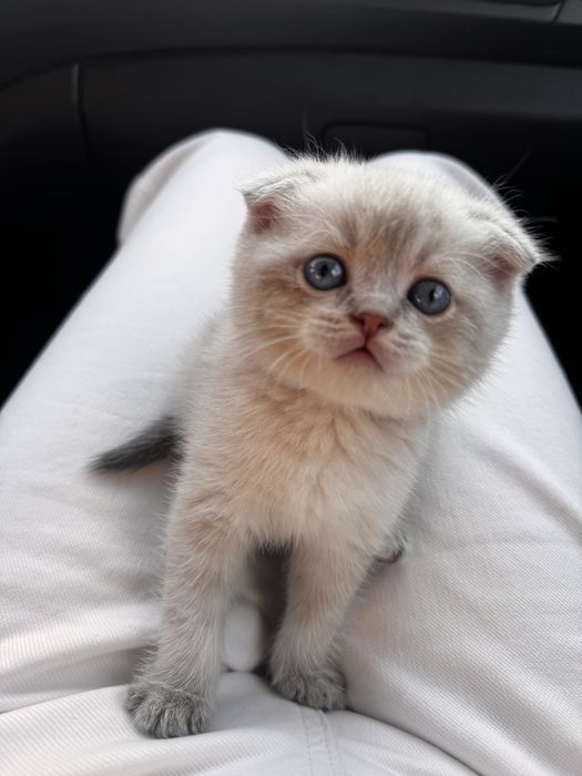 Шотланская кошка