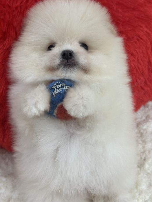 Красивые малыши шпица