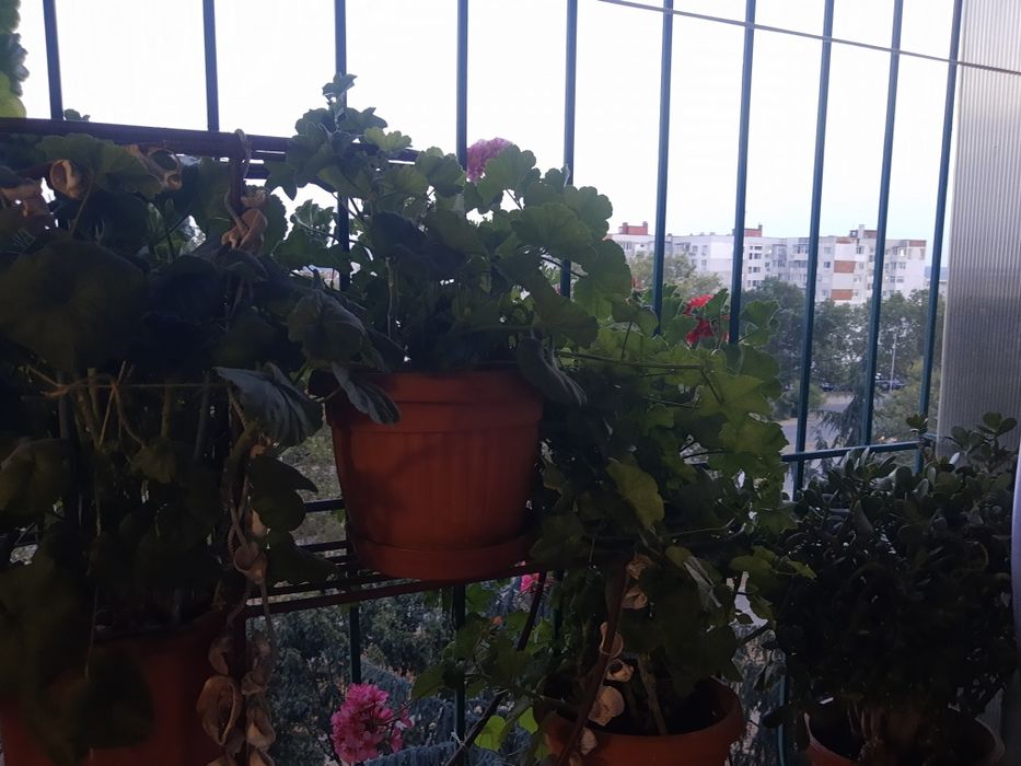 Мебел,Цветарник за дома.НАМАЛЕНИЕ 199лв