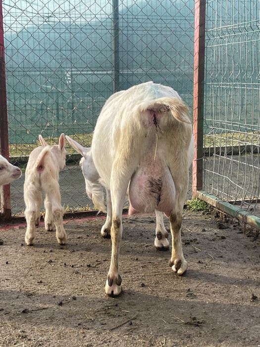 Țăpișor murciano granadina si unul saanen